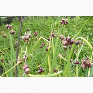 Цибуля багатоярусна, многоярусный лук (Allium proliferum)
