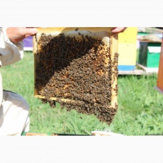Продам відводки бджіл