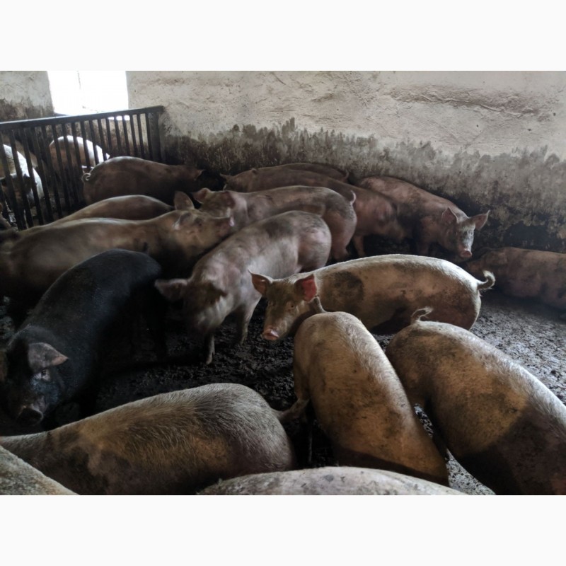 Фото 5. Продам свиней живым весом
