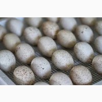 Продам инкубационные яйца Крос, БИГ-6, БЮТ-8 Опт, розница