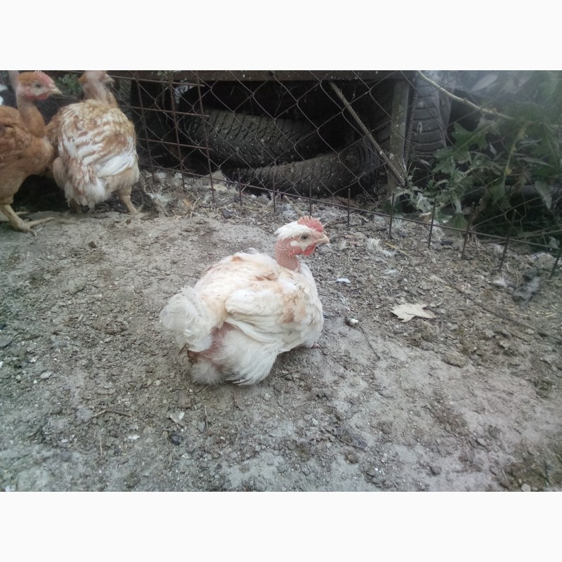 Фото 5. Продам подрощенных цыплят и индюшат