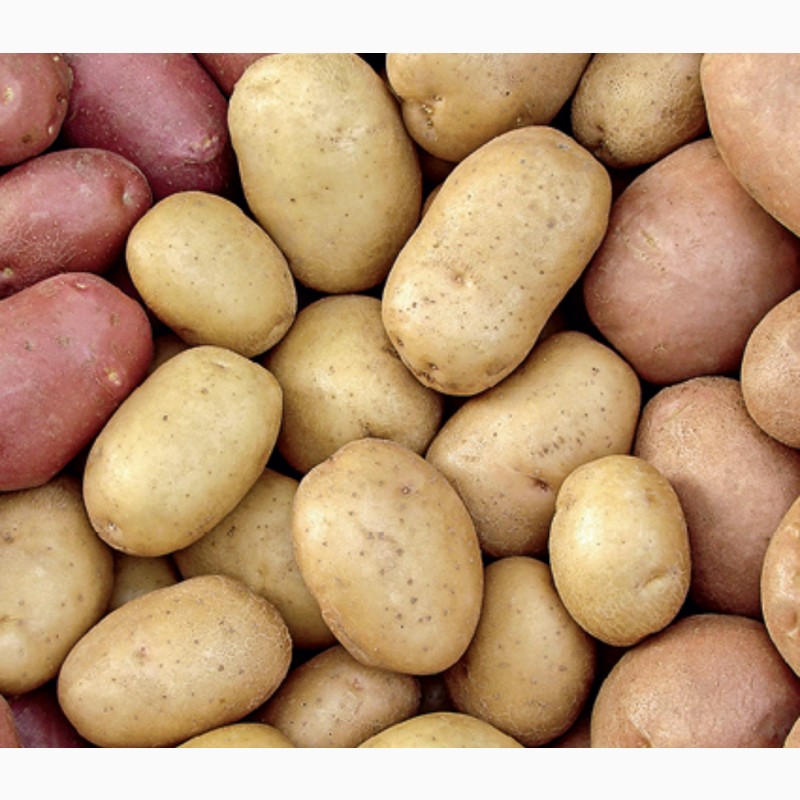Какие семена картошки. Картофель Розара элита семенной. Картофель семенной Беллароза элита. Ред Скарлет, Беллароза:. Сорт картофеля Волат.