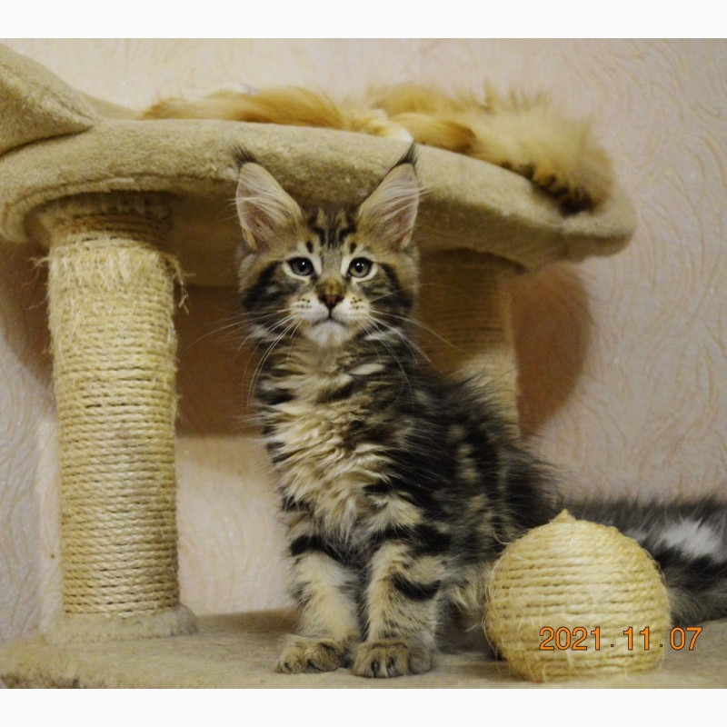 Фото 10. Именитый питомник Bartalameo*UA (Украина, г.Киев) предлагает котят породы мейн кун