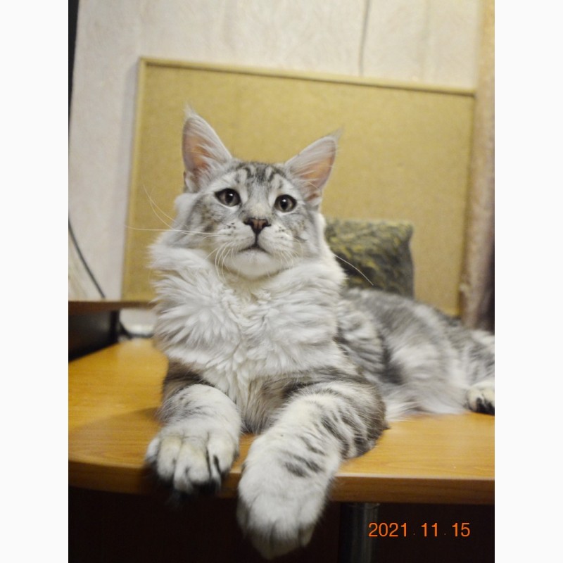 Фото 11. Именитый питомник Bartalameo*UA (Украина, г.Киев) предлагает котят породы мейн кун