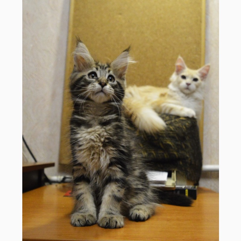 Фото 14. Именитый питомник Bartalameo*UA (Украина, г.Киев) предлагает котят породы мейн кун