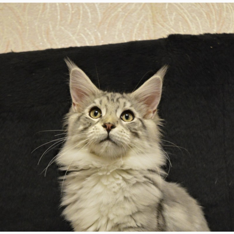 Фото 16. Именитый питомник Bartalameo*UA (Украина, г.Киев) предлагает котят породы мейн кун