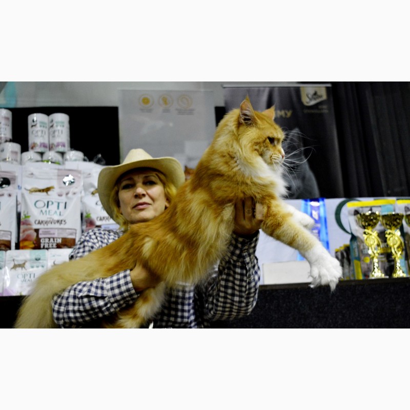 Фото 18. Именитый питомник Bartalameo*UA (Украина, г.Киев) предлагает котят породы мейн кун