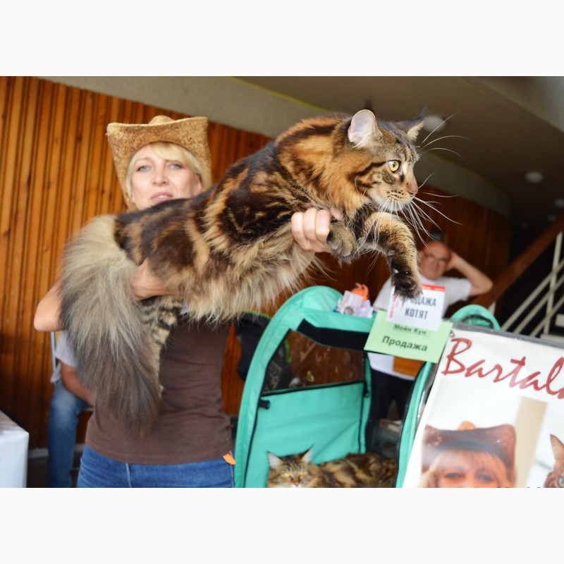 Фото 19. Именитый питомник Bartalameo*UA (Украина, г.Киев) предлагает котят породы мейн кун