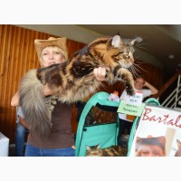 Именитый питомник Bartalameo*UA (Украина, г.Киев) предлагает котят породы мейн кун