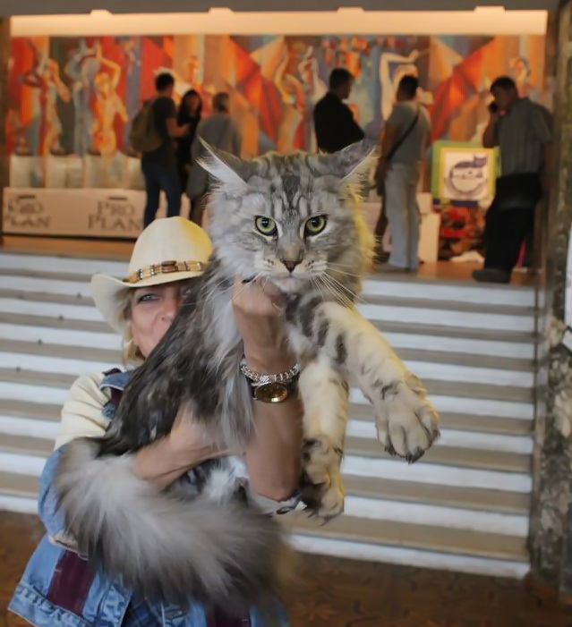 Фото 20. Именитый питомник Bartalameo*UA (Украина, г.Киев) предлагает котят породы мейн кун