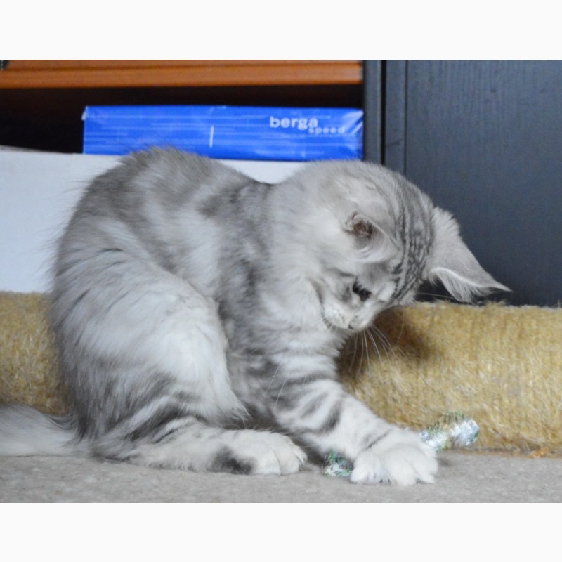 Фото 3. Именитый питомник Bartalameo*UA (Украина, г.Киев) предлагает котят породы мейн кун
