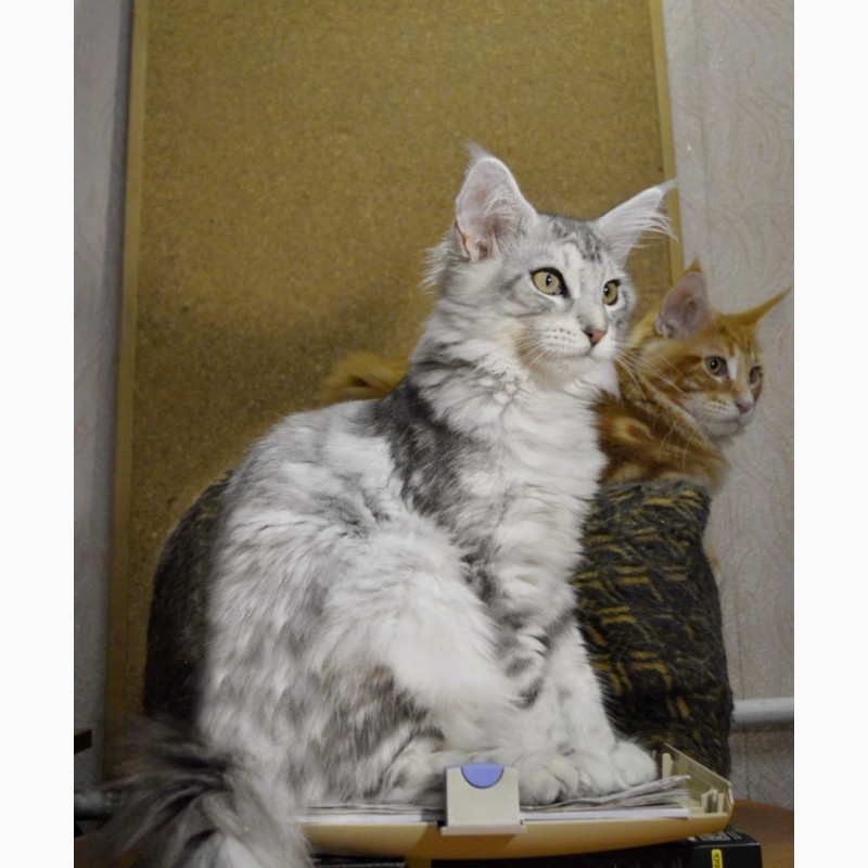 Фото 4. Именитый питомник Bartalameo*UA (Украина, г.Киев) предлагает котят породы мейн кун