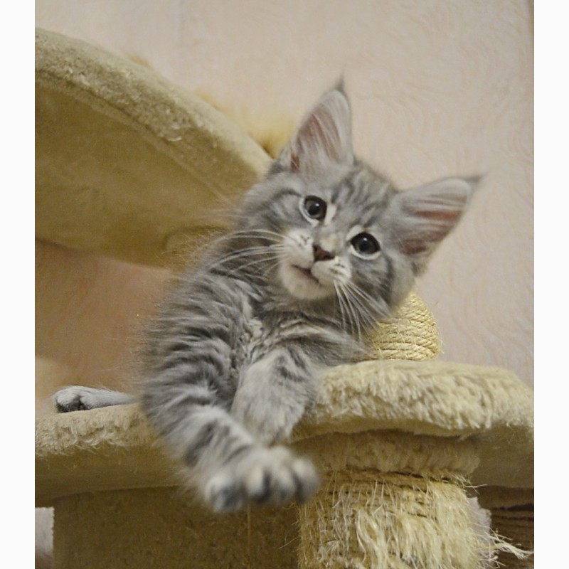 Фото 8. Именитый питомник Bartalameo*UA (Украина, г.Киев) предлагает котят породы мейн кун