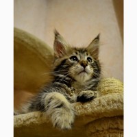 Именитый питомник Bartalameo*UA (Украина, г.Киев) предлагает котят породы мейн кун