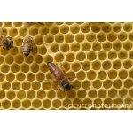Продам маркер для маркировки пчелиных маток Япония