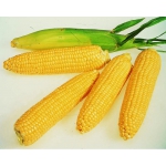 Семена кукурузы Евралис Семанс (Euralis Semences)