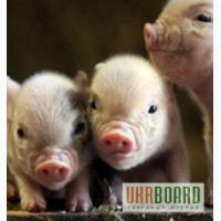 Концентрат Стартер для свиней 25% (Голландия)