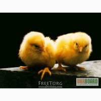 Продам цыплят-бройлер суточных