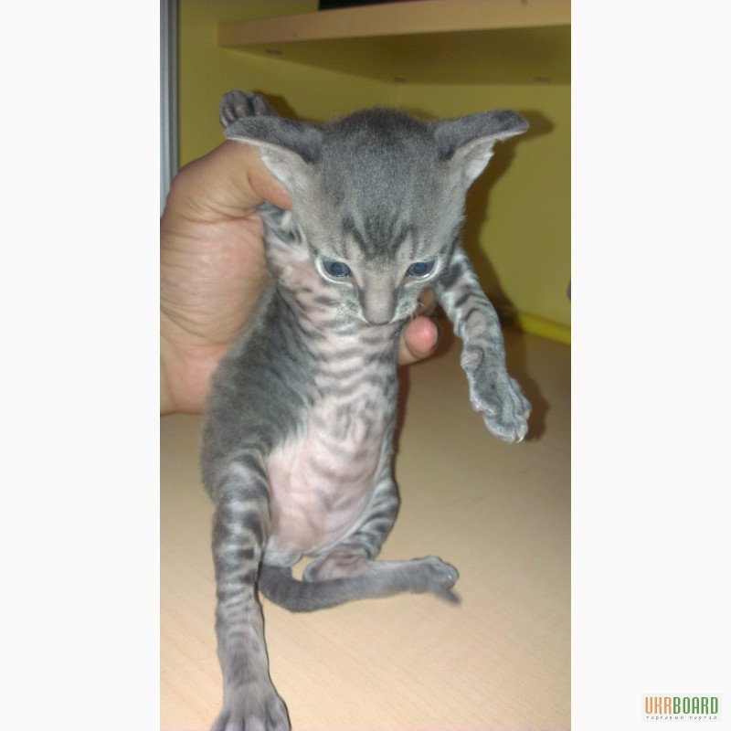 Фото 4. Продам котёнка породы Корниш-рекс
