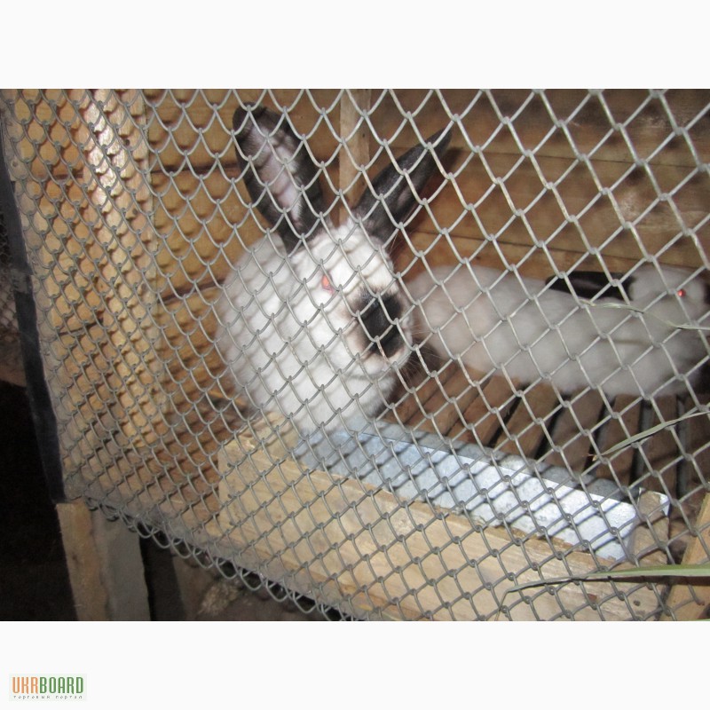 Фото 5. Продам кролів каліфорнійців