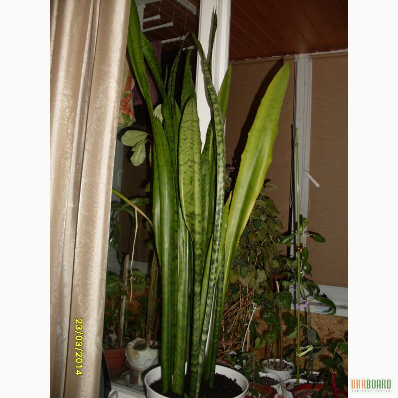 Фото 1/2. Тёщин язык, он же - Сансевьера - 6-ти летнее комнатное растение.