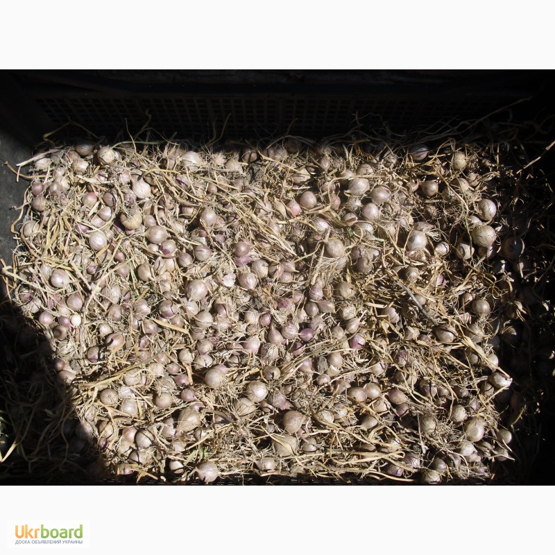 Фото 5. Продам семена озимого чеснока-(воздушка)