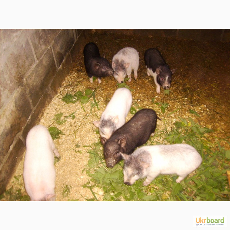 Фото 2. Продам вьетнамские свиньи