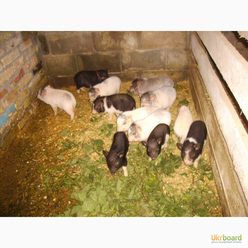 Фото 3. Продам вьетнамские свиньи