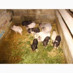 Продам вьетнамские свиньи
