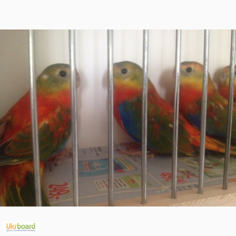 Фото 2. Травяные лазурные попугайчики