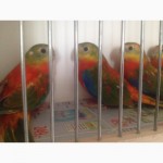 Травяные лазурные попугайчики
