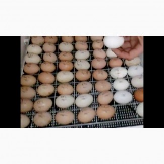 Продам Яйцо инкубационное Фокси Чик