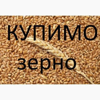 Компанія постійно закуповує у сільгоспвиробників Пшеницю з Домішкою