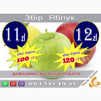 12 зл Збір яблук Довозим на Місце ( 120 zl ) ціна дороги