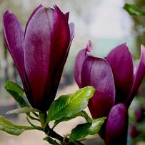 Фото 2/6. Магнолия Морозостойкая лилиецветная Нигра Nigra гибрид садовый