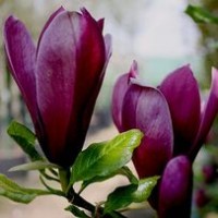 Магнолия Морозостойкая лилиецветная Нигра Nigra гибрид садовый