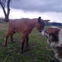Альпийские козы - купить козу, козлят на племя в Украине