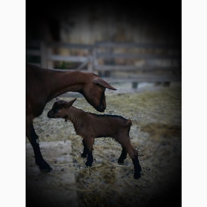 Фото 2. Альпийские козы - купить козу, козлят на племя в Украине