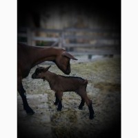 Альпийские козы - купить козу, козлят на племя в Украине