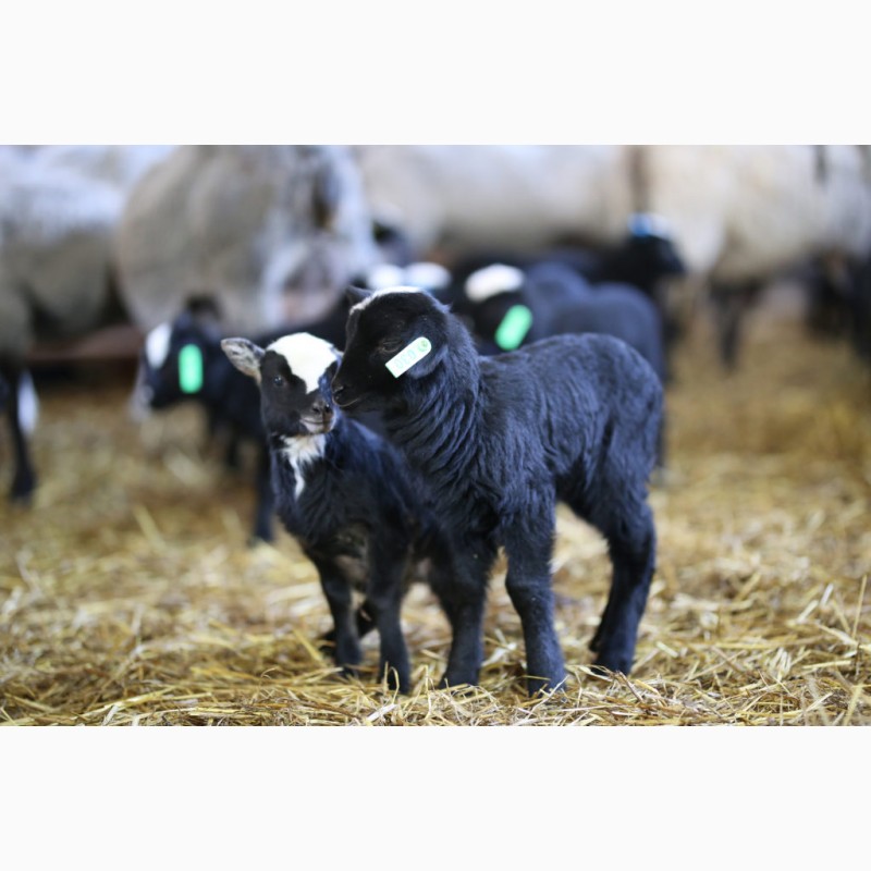 Фото 2. Продажа фермы по розведению овец