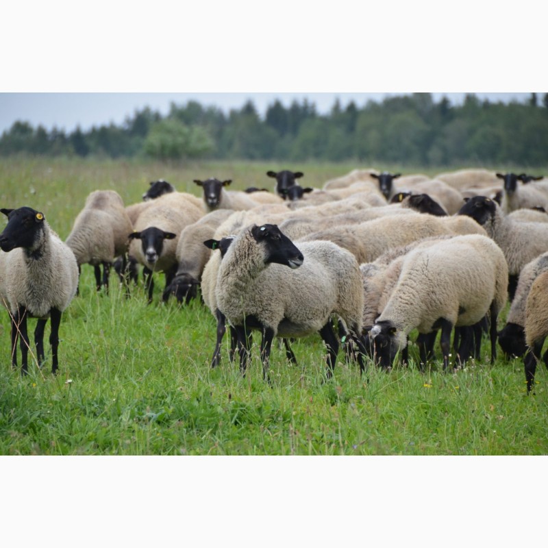 Фото 10. Продажа фермы по розведению овец