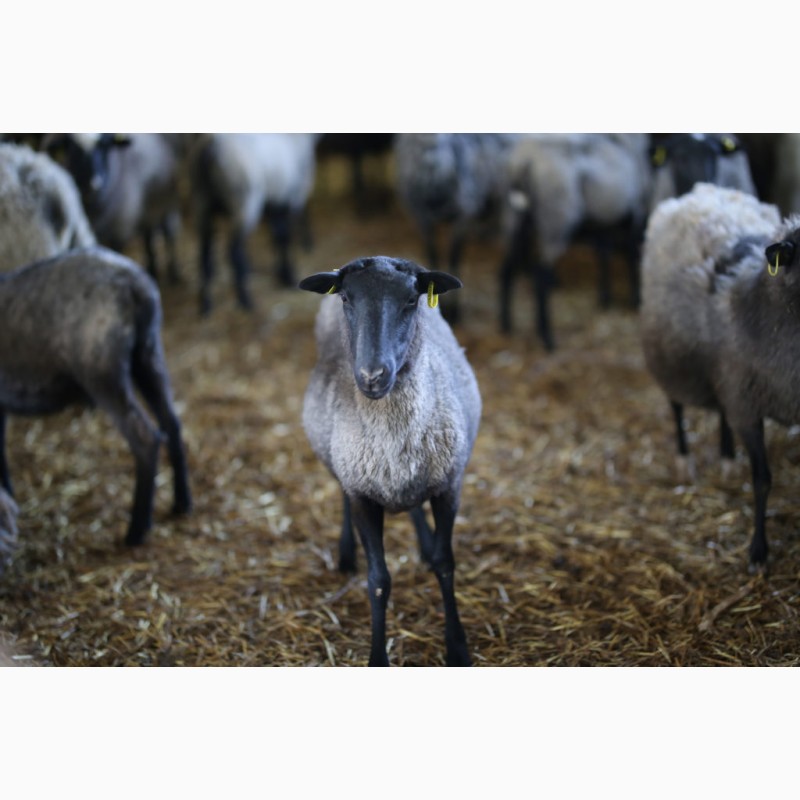 Продажа фермы по розведению овец
