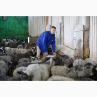 Продажа фермы по розведению овец
