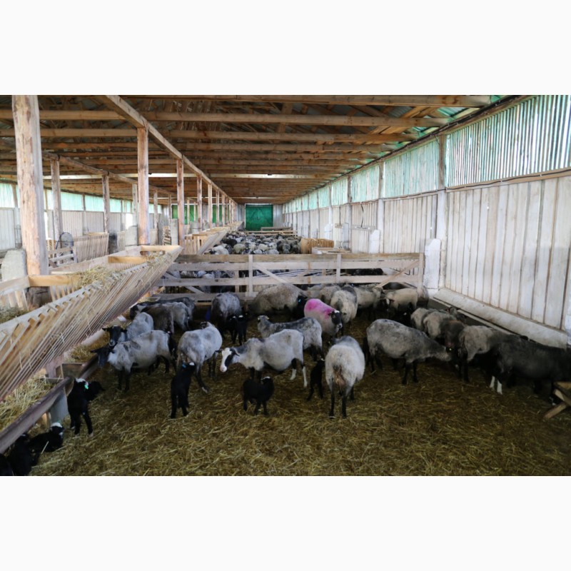 Фото 5. Продажа фермы по розведению овец
