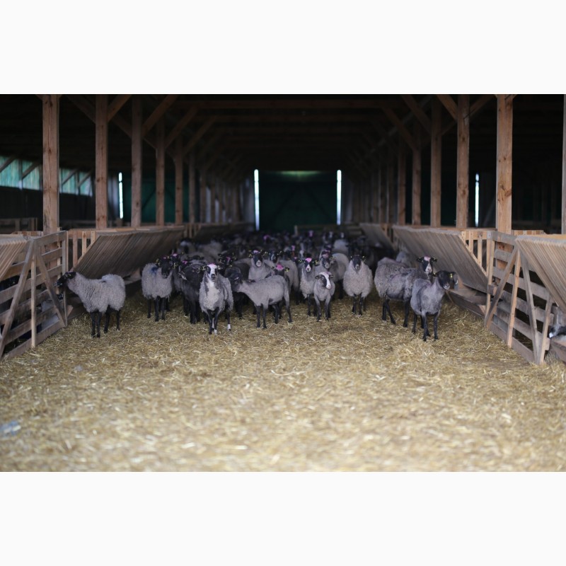 Фото 8. Продажа фермы по розведению овец