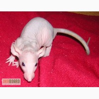 Продам голых крысят с ушами дамбо