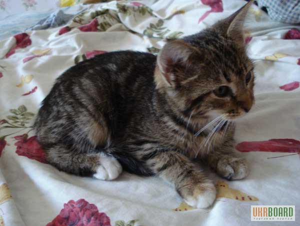 Котенок-метис сибирской кошки ищет дом!
