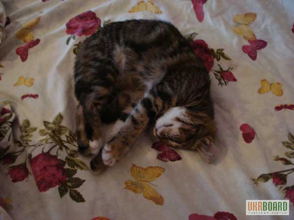 Фото 2. Котенок-метис сибирской кошки ищет дом!