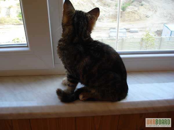 Фото 3/3. Котенок-метис сибирской кошки ищет дом!