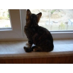Котенок-метис сибирской кошки ищет дом!